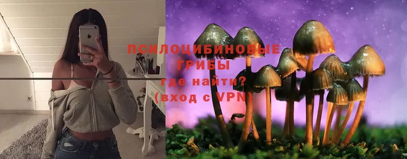 купить наркотики цена  Ефремов  Галлюциногенные грибы Psilocybe 